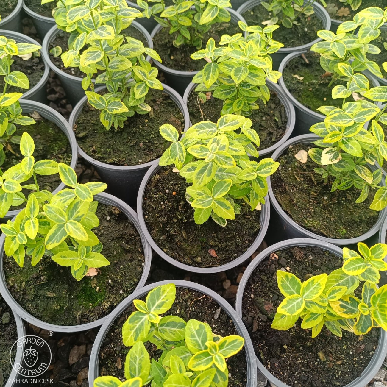 Obrázok Bršlen Fortuneov (Euonymus Fortunei) ´EMERALD´N GOLD´ - výška 10-15 cm, kont. C2L